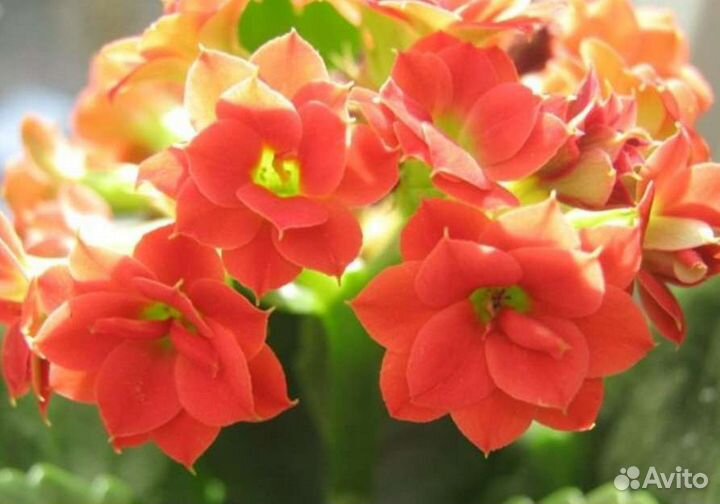 Цветок Каланхоэ Блоссфельда