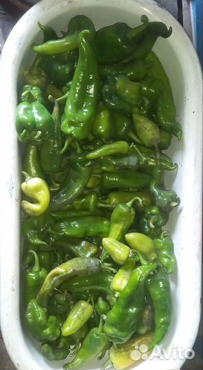 Перец болгарский домашний