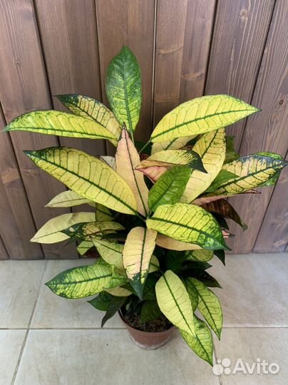 Кратон Айстон