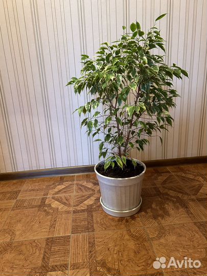 Фикус Бенджамина