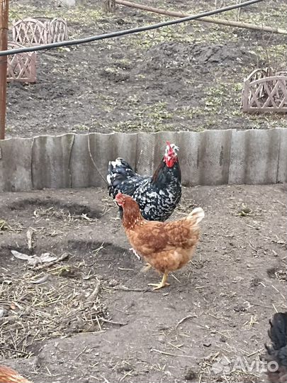 Молодые петухи