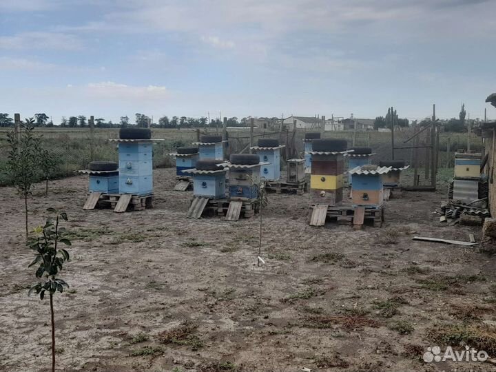 Мёд, разнотравие