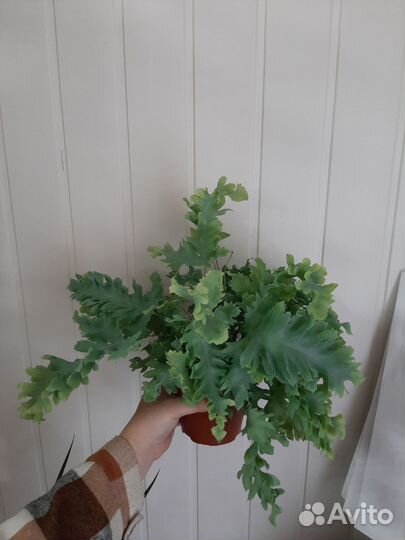 Комнатные растения