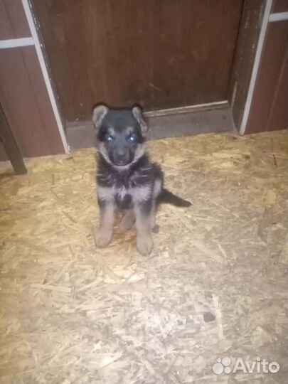 Немецкая овчарка