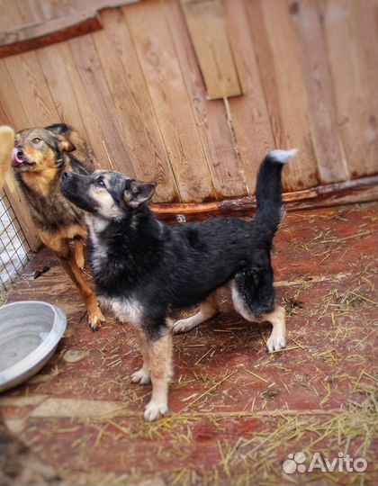 В добрые руки