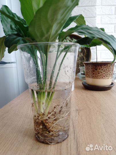 Спатифиллум