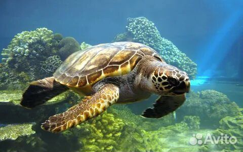 Постеры на холсте дельфины и черепаха 60х40
