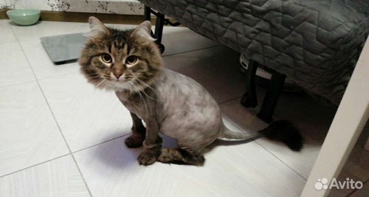 Груминг кошек