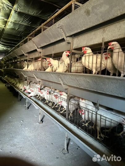 Куры молодки несушки