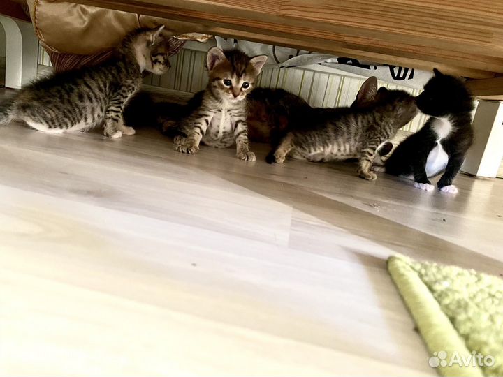 Котята в добрые руки даром