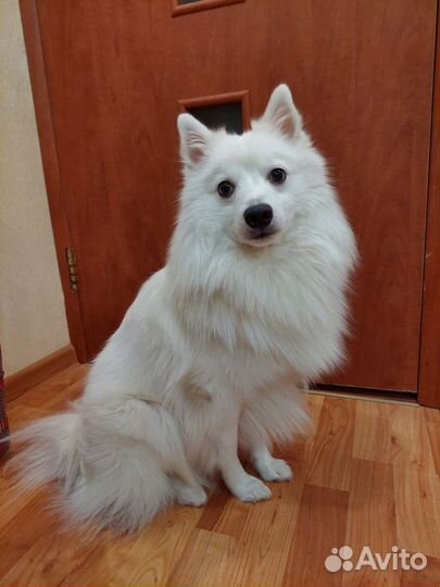 Японский шпиц вязка