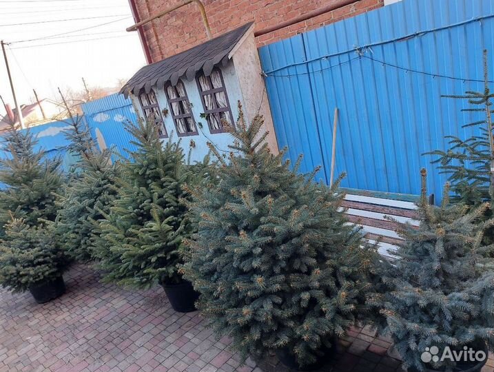 Ели живые от 2.5м