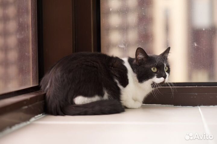 Сенюшка (кот)