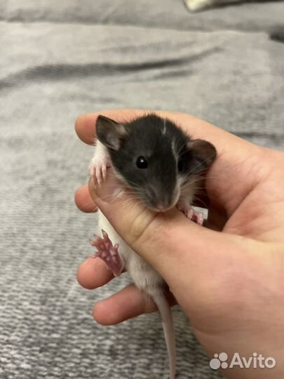 Крысята дамбо