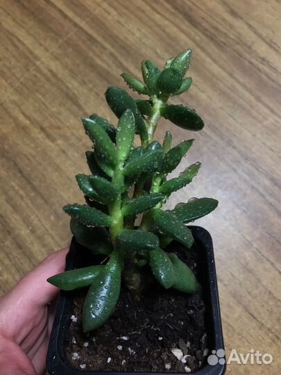 Адромискус