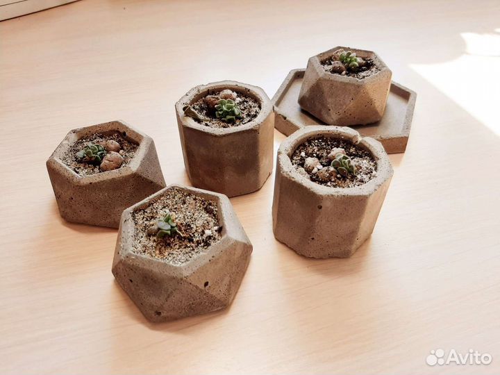 Бетонные горшки и суккуленты