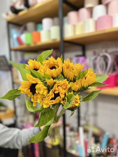 Подсолнух:Свежее поступление