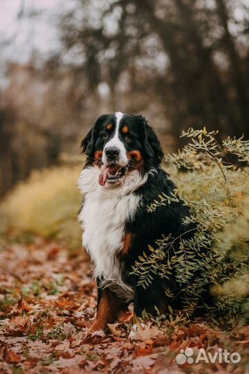 Кобель для вязки бернский зенненхунд шоу класс