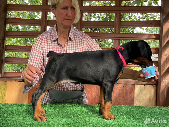 Щенки добермана