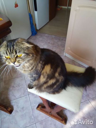 Котенок темная шоколадка