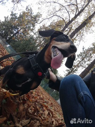 Костюмчик для таксы