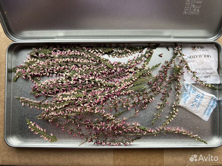 Вереск, сухоцветы для творчества, гербарий