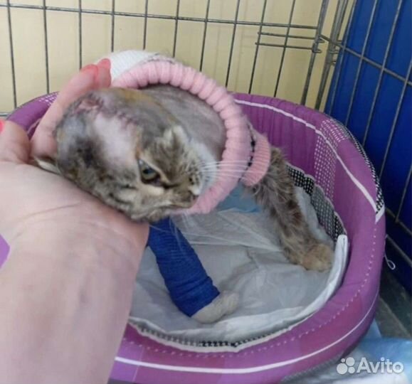 Малышка без ушка из трансформаторной будки