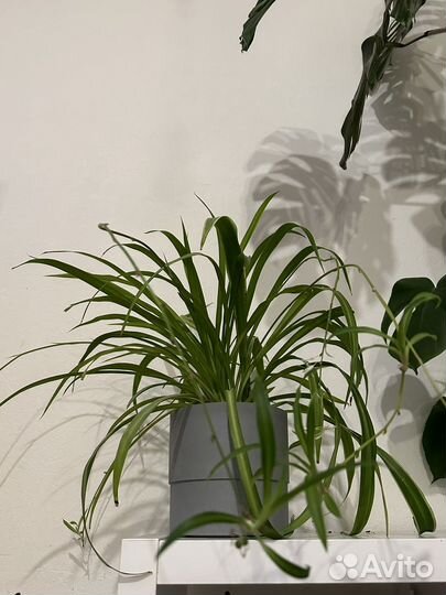 Хлорофитум взрослое растение