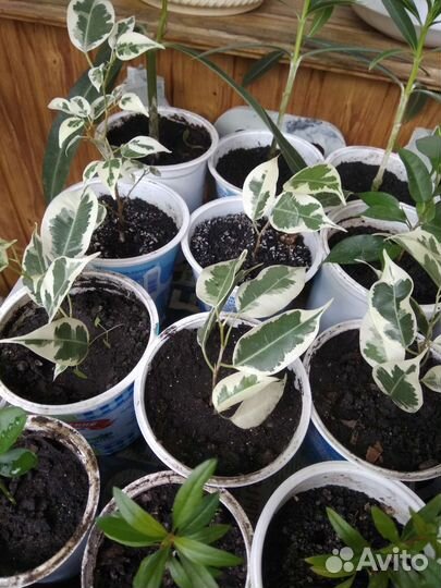 Декабрист,фикус пестролистный и др