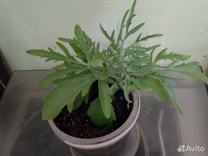 Каланхое оленьи рожки