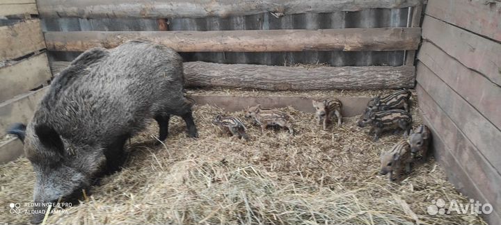 Дикие кабаны