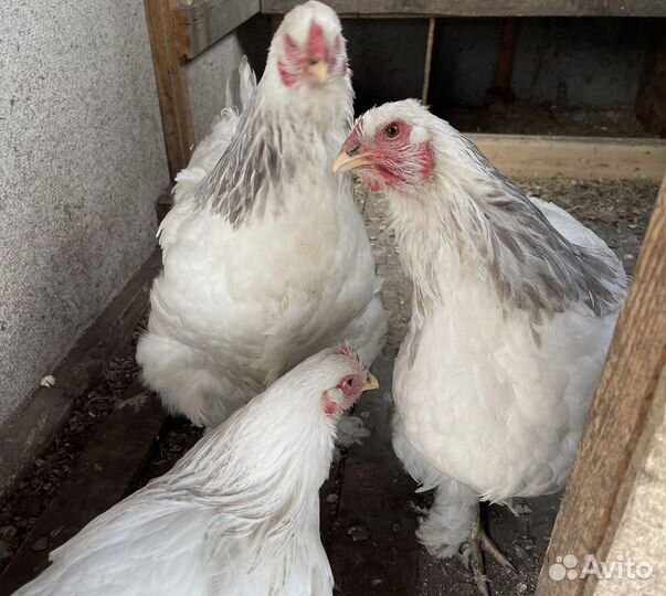 Брама семья