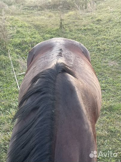 Жеребец 4 гола обмен