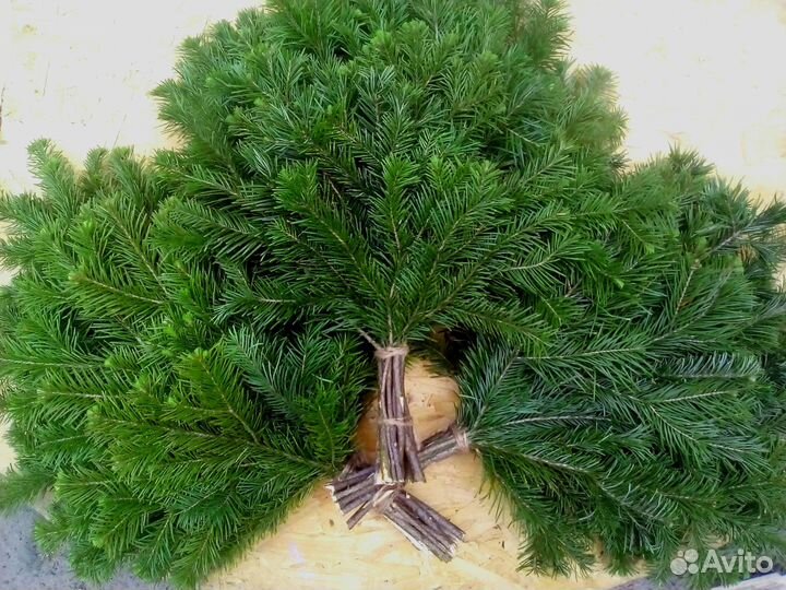 Пихтовые веники