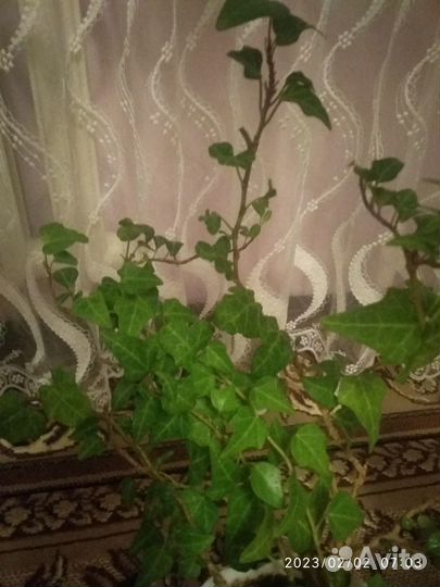 Срезы Хедера, Нематантус (золотая рыбка), Хойя