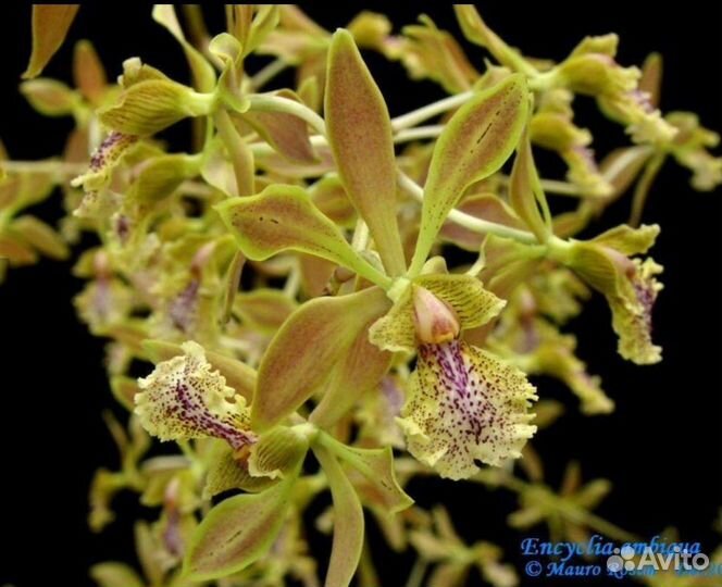 Encyclia ambigua