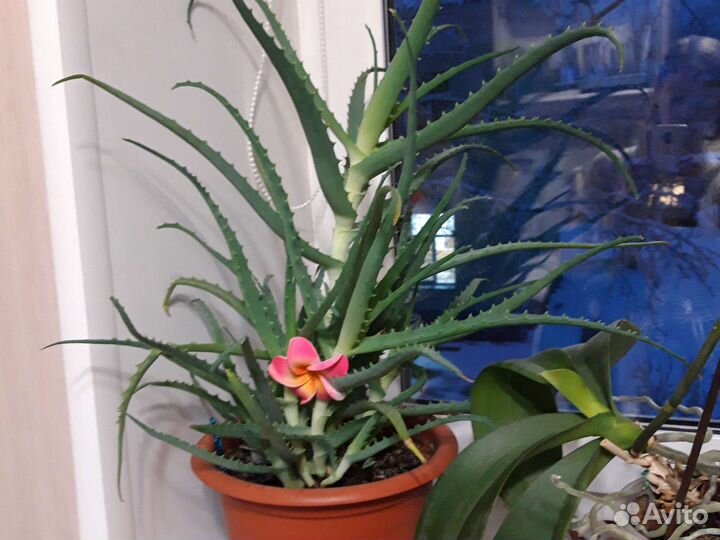 Толстянка и алоэ