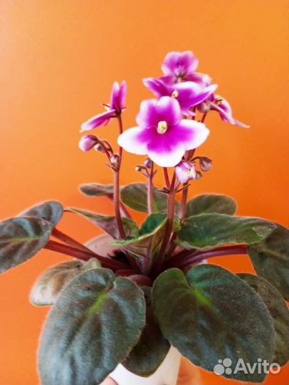 Фиалка в горшках