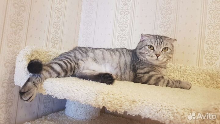 Передержка, домашняя зоогостиница, зооняня