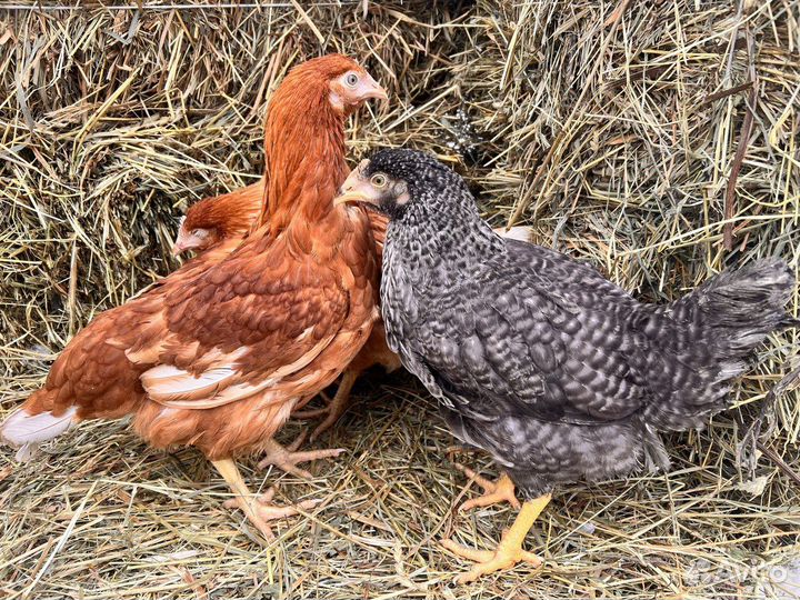 Куры несушки