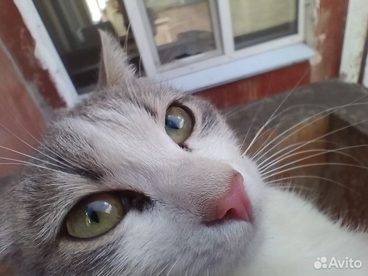 Котенок в добрые руки