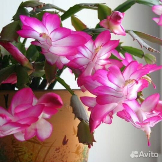 Декабрист шлюмбергера