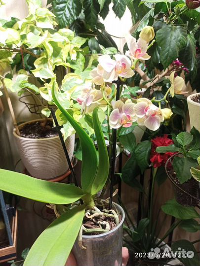 Орхидея Phal. I-Hsin Confetio IS2744