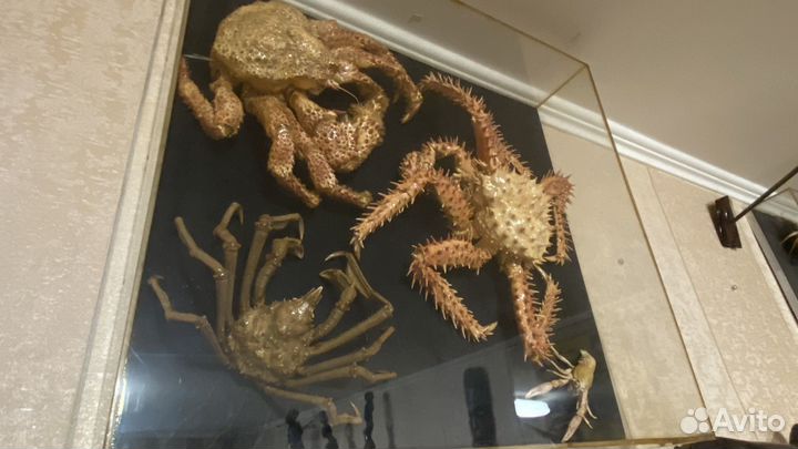 Крабы