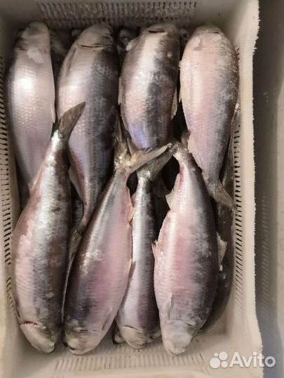 Свежая рыба селедка