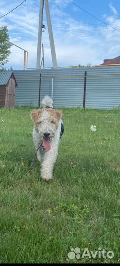 Фокстерьер жесткошерстный Вязка