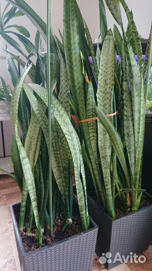 Комнатные домашние растения