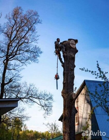 Спил деревьев,снос домов,расчистка участков