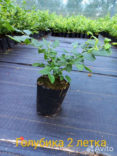 Саженцы Голубики 1 и 2 летка. Свое кфх. Беларусь