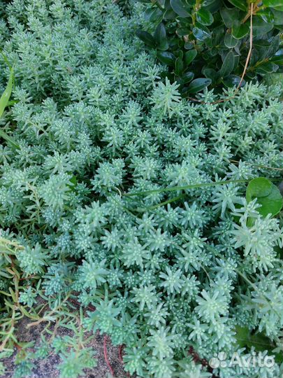 Очиток растения для сада